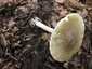 Gyilkos galóca (Amanita phalloides), Somogy. Olajzöldes, sárgás, fehéres, benőtten szálas kalap